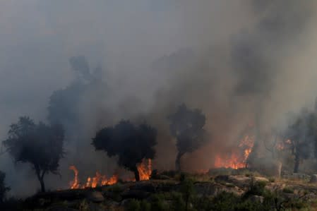 Trees are seen burning near Lagoaca