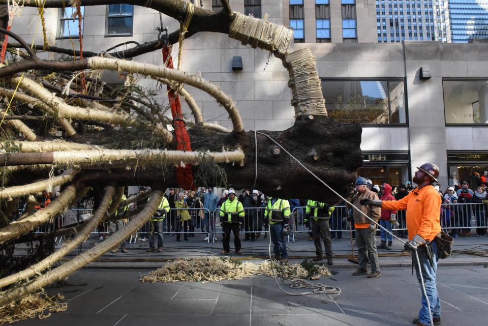 The tree will be lit for the first time on Wednesday, Nov. 29.