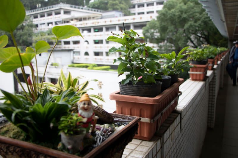 中國科大校園內種滿了牛樟樹盆栽，建立類綠建築示範基地。（攝影：實習記者莊絜安）