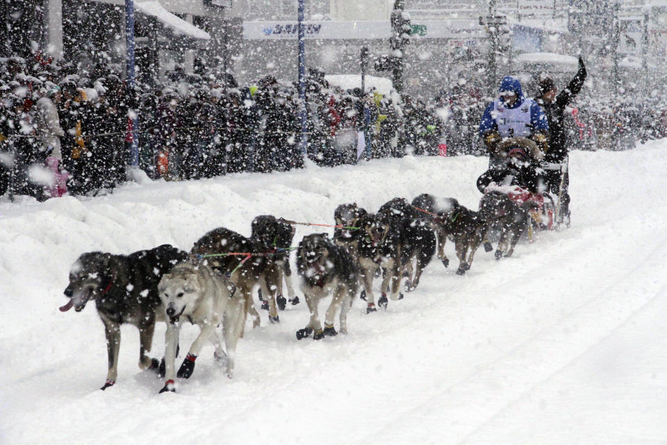 Archivo - Jeff King conduce su trineo de perros durante una nevada en el centro de Anchorage, Alaska, el 4 de marzo de 2022, durante el inicio ceremonial de la carrera Iditarod de trineos tirados por perros. Apenas 33 trineos participarán el sábado 4 de marzo de 2023 en la salida de la competencia, el número más reducido de participantes que jamás haya cruzado Alaska con sus trineos a lo largo de casi 1.600 kilómetros (1.000 millas). (AP Foto/Mark Thiessen, Archivo)