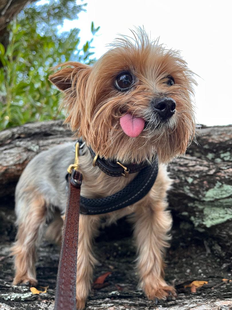 Ruby, a rescue Yorkie around 9 years old, is described by her pet parent, Barry Lowenthal, as a “badass little girl.”