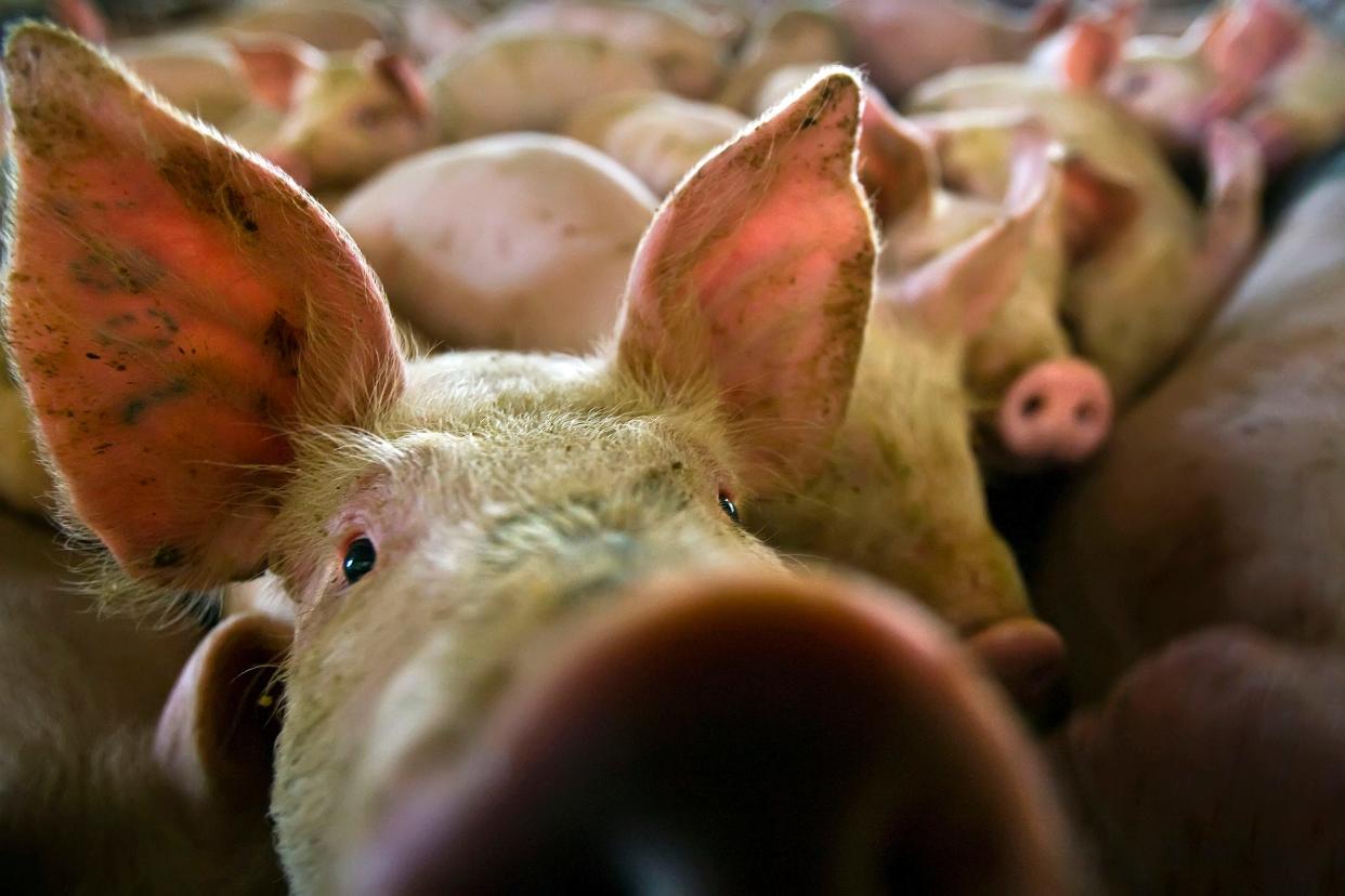 New rules passed by California voters on how farm animals need to be raised could soon impact hog farmers in North Carolina.