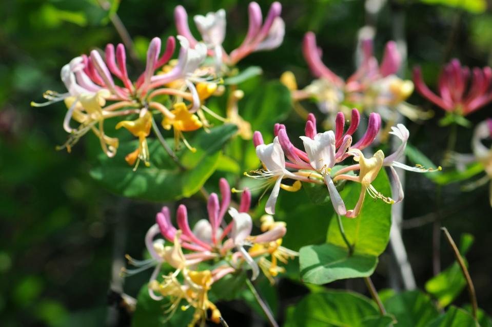 <p>Grown for their showy fragrant flowers, loniceras (also known as honeysuckles) are brilliant for hedging or topiary pieces. The colour will bring a smile to your face, while the bees visiting will add more interest to your garden. </p><p><a class="link " href="https://www.waitrosegarden.com/plants/_/lonicera-japonica-halliana/classid.1678/" rel="nofollow noopener" target="_blank" data-ylk="slk:BUY NOW VIA WAITROSE GARDEN;elm:context_link;itc:0;sec:content-canvas">BUY NOW VIA WAITROSE GARDEN</a></p>