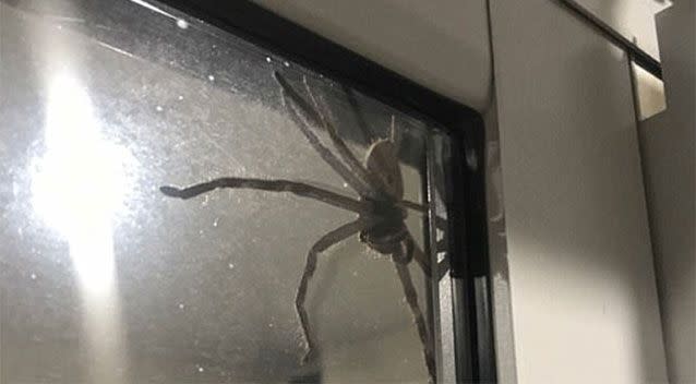 Last week images of this spider seen outside a Sunshine Coast home went viral. Source: Supplied