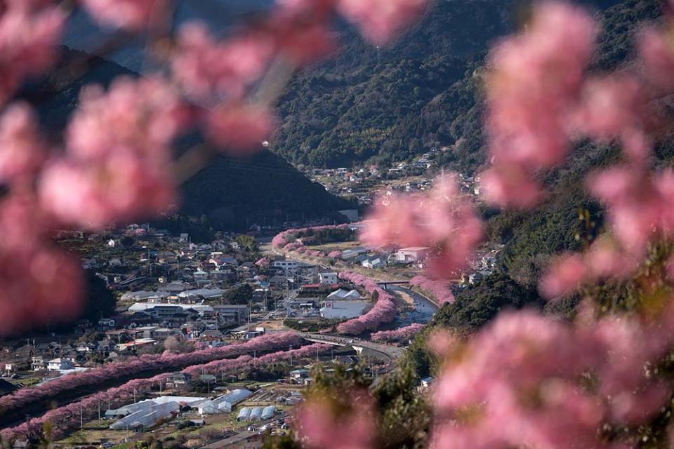 河津町（Photo by Tomohiro Ohsumi, Image Source : Getty Editorial）