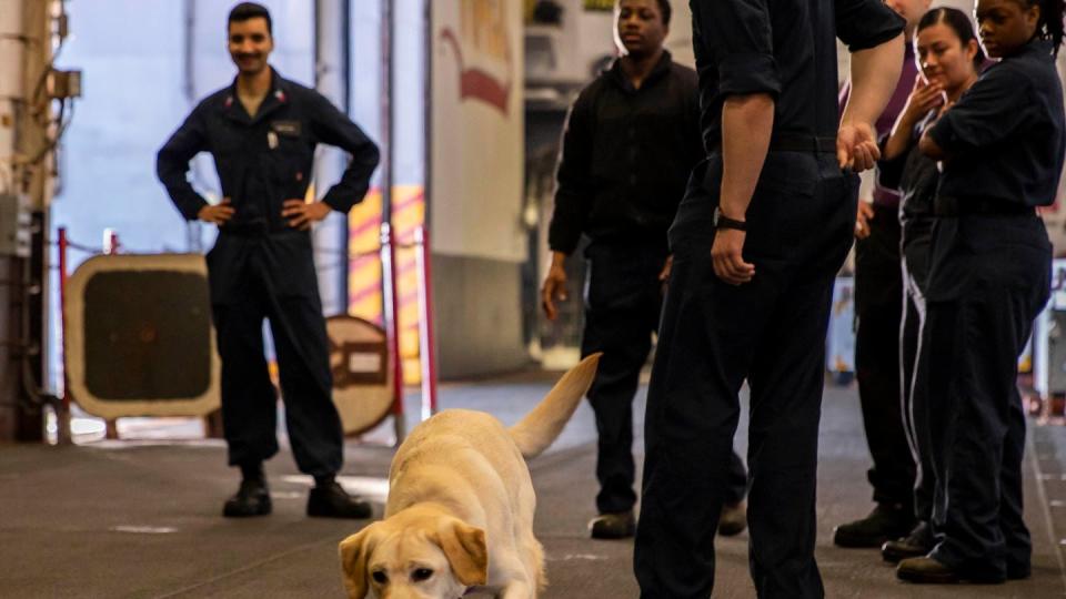 Sailors play fetch with Ike, an embarked stress control dog, in the hangar bay during an underway aboard the amphibious assault ship Wasp on June 26, 2023. (Mass Communication Specialist Seaman Kaitlin Young/Navy)  

