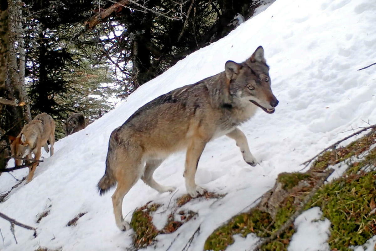 Le loup • Documentaire dès 4 ans