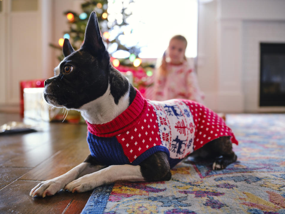 A Boston terrier dog wearing a Christmas sweater, celebrates Christmas with his family in a home. (Getty Images)