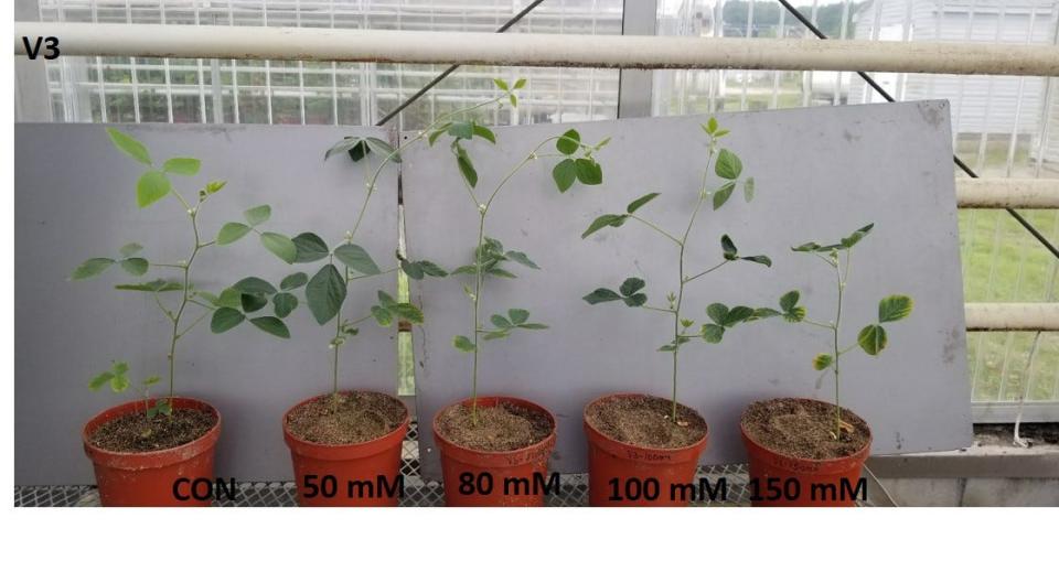 Salt tolerance in soybean plants can be seen in samples collected by Dr. Naveen Kumar Dixit, associate professor of Horticulture and Extension Specialist at the University of Maryland Eastern Shore.