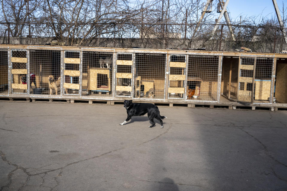 A dog walks by the outdoor kennels at the Mishan Animal Shelter in Kherson. 