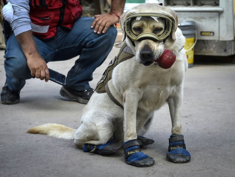 Frida, a rescue dog belonging to the Mexican Navy, with her handler Israel Arauz Salinas, takes a break while participating in the effort to look for people trapped at the Rebsamen school in Mexico City, on September 22, 2017