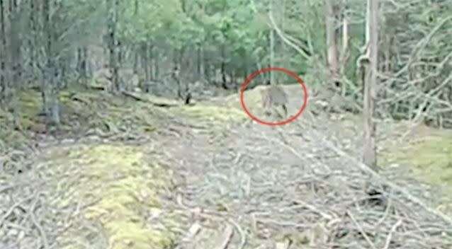 The men believe the footage shows a Tasmanian tiger.