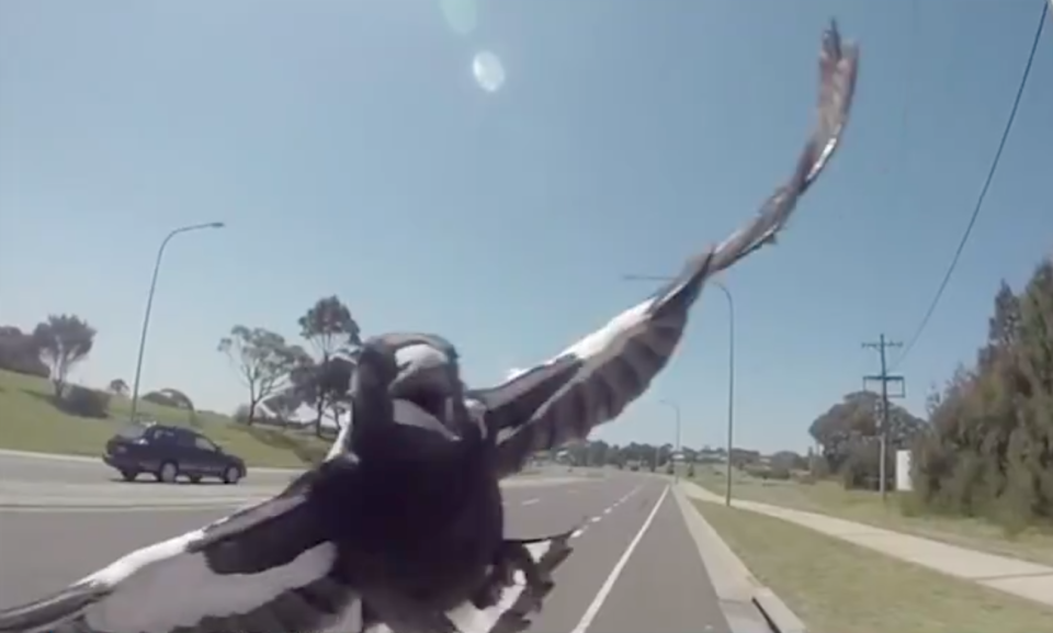 Magpies swooping period can last up to eight weeks. Source: Sunrise