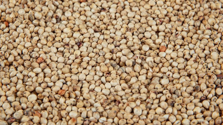 close up of sorghum seeds