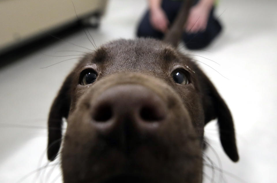 In this Jan. 8, 2019, photo, inmate Shasta Pepper watches a chocolate lab puppy play at Merrimack County Jail in Boscawen, N.H. The New Hampshire jail is the first in the state to partner prisoners with the "Hero Pups" program to foster and train puppies with the goal of placing them with military veterans and first responders in need of support dogs. (AP Photo/Elise Amendola)