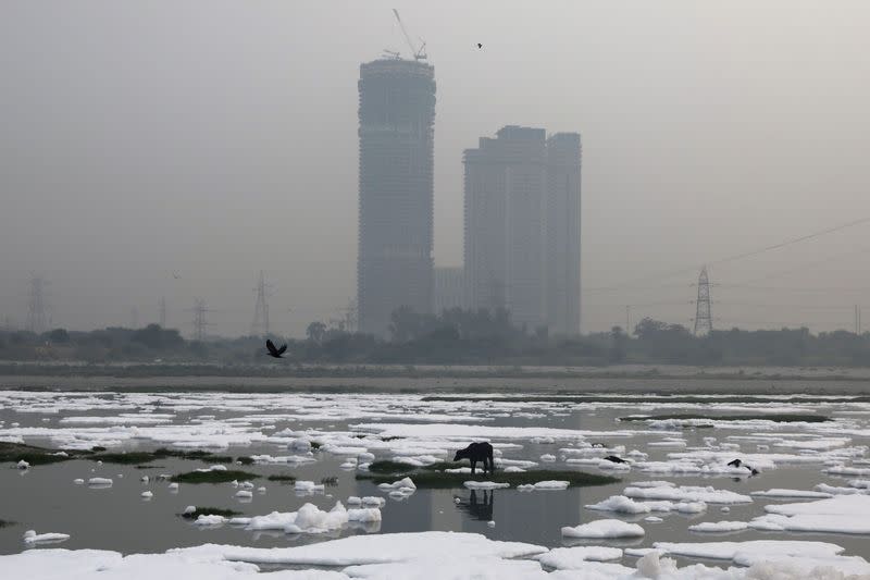 An animal is seen grazing in the polluted water of the river Yamuna, covered in foam during a hazy morning, in New Delhi