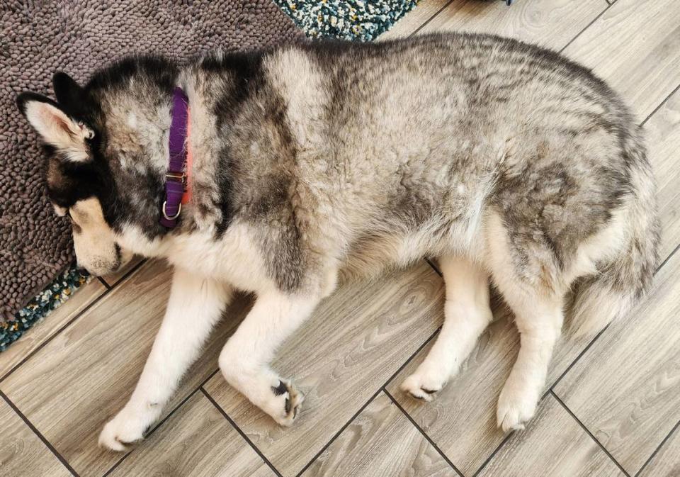 Mallow, a 5-year-old male Alaskan malamute-husky mix is available for adoption at the San Luis Obispo County Animal Services shelter.