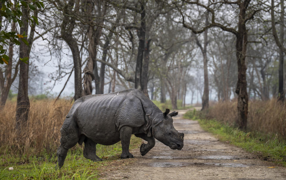 A one-horned rhinoceros crosses a road meant for safaris in Kaziranga national park, in the northeastern state of Assam, India, Saturday, March 26, 2022. Nearly 400 men using 50 domesticated elephants and drones scanned the park’s 500 square kilometers (190 square miles) territory in March and found the rhinos' numbers increased more than 12%, neutralizing a severe threat to the animals from poaching gangs and monsoon flooding. (AP Photo/Anupam Nath)