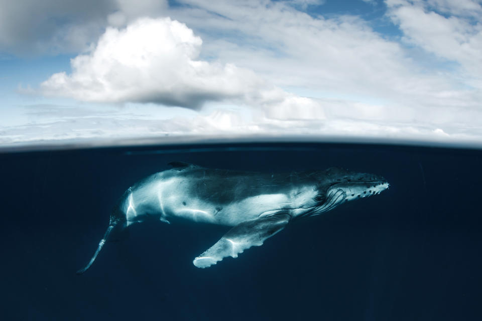 Humpback whales off the coast of Tonga. (Photo: Grant Thomas/Caters News) 