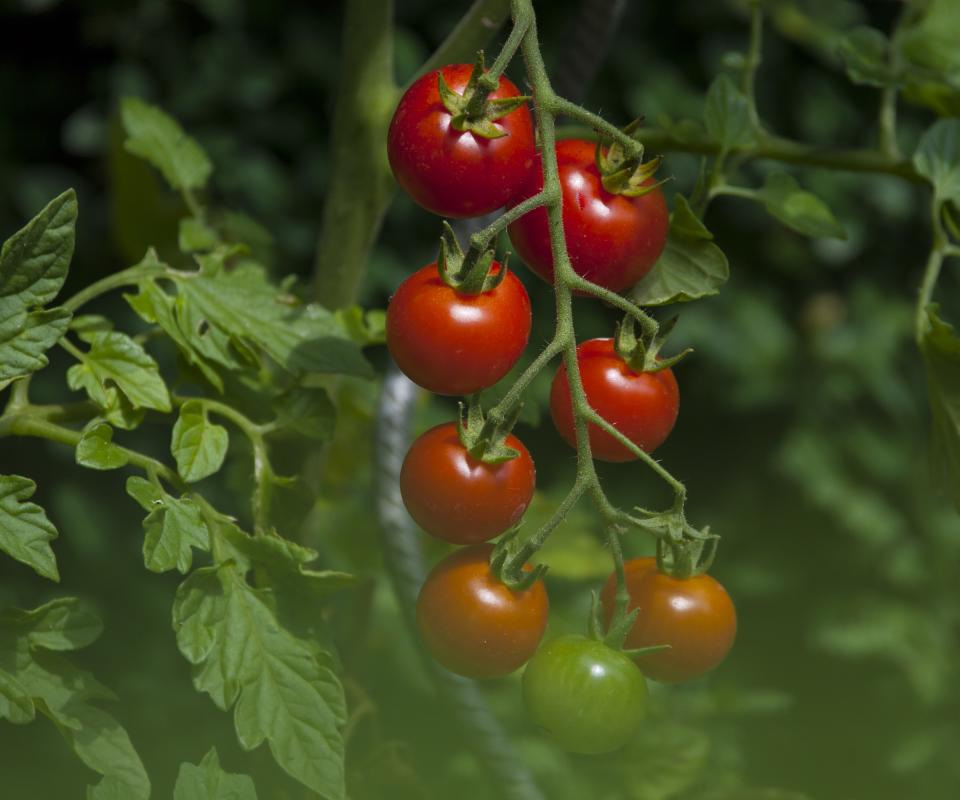 Close up of tomatoes growing on a vine