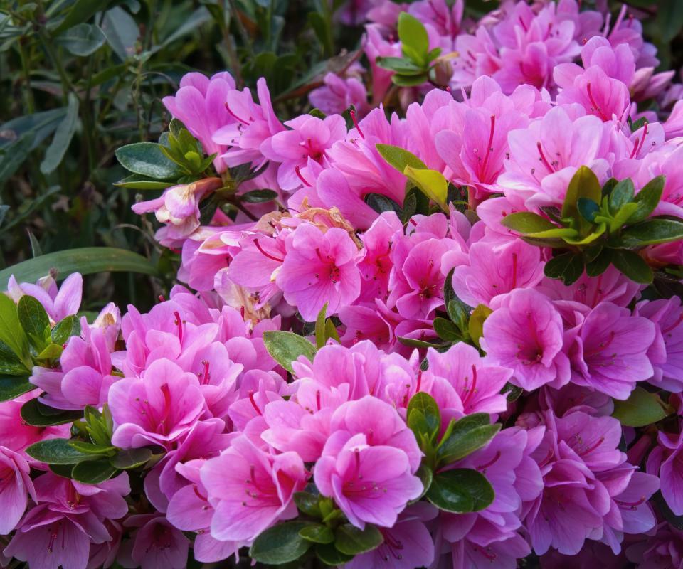 Pink azalea in flower