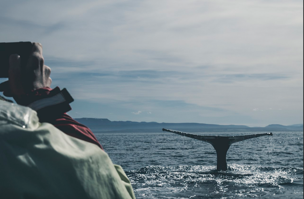 <span class="caption">Whale watching (here, off Húsavík, Iceland) may be better for the local economy than whale hunting. </span> <span class="attribution"><a class="link " href="https://commons.wikimedia.org/wiki/File:North_Sailing_-_H%C3%BAsav%C3%ADk_Whale_Watching,_H%C3%BAsav%C3%ADk,_Iceland_(Unsplash).jpg" rel="nofollow noopener" target="_blank" data-ylk="slk:Davide Cantelli/Wikimedia;elm:context_link;itc:0;sec:content-canvas">Davide Cantelli/Wikimedia </a>, <a class="link " href="http://creativecommons.org/licenses/by/4.0/" rel="nofollow noopener" target="_blank" data-ylk="slk:CC BY;elm:context_link;itc:0;sec:content-canvas">CC BY</a></span>