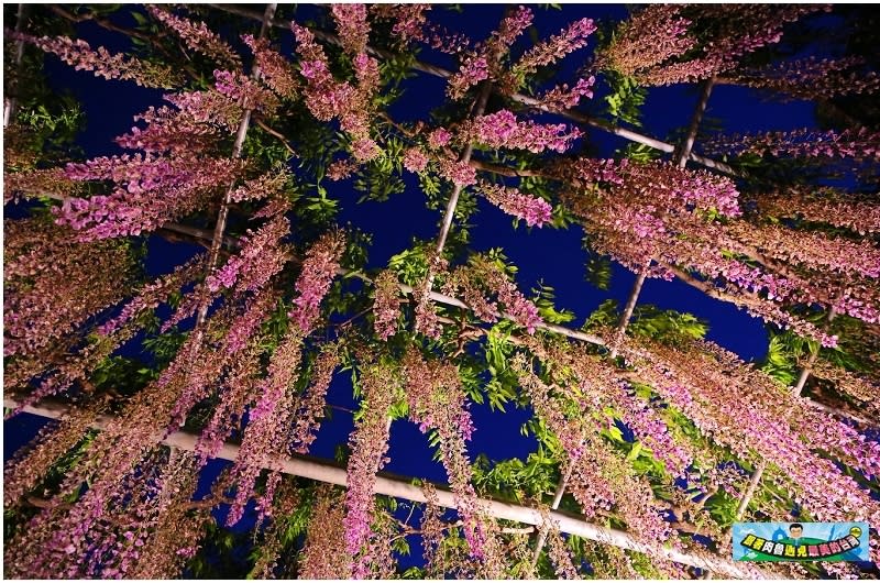 日本栃木縣｜足利花卉公園