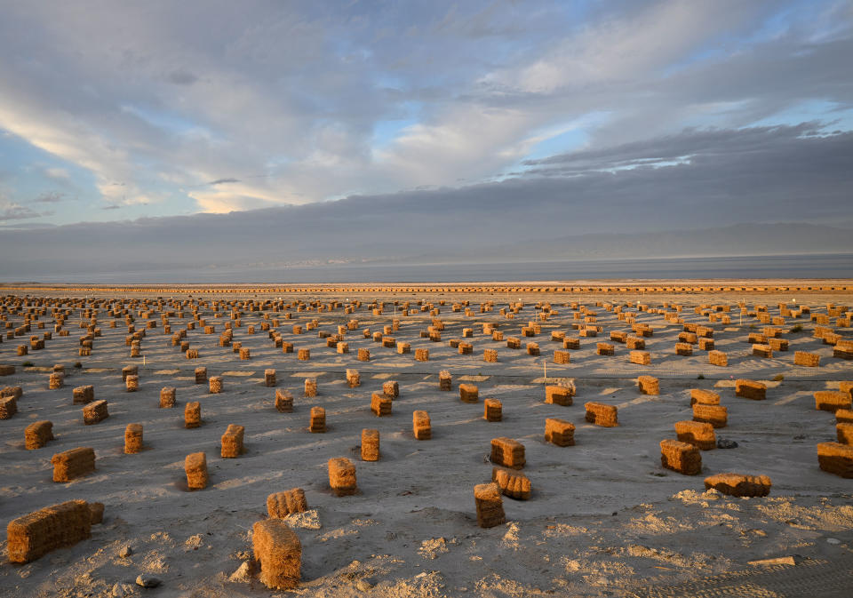 The Salton Sea Management Program along with the U.S. Bureau of Reclamation establish nearly 1,700 acres of native vegetation enhancement around the Salton Sea on Dec. 29, 2022 in Salton City, Calif. Exposed lakebed is covered with straw bales to create habitat benefits and provide suppression of wind-blown dust.<span class="copyright">RJ Sangosti—MediaNews Group/The Denver Post/Getty Images</span>