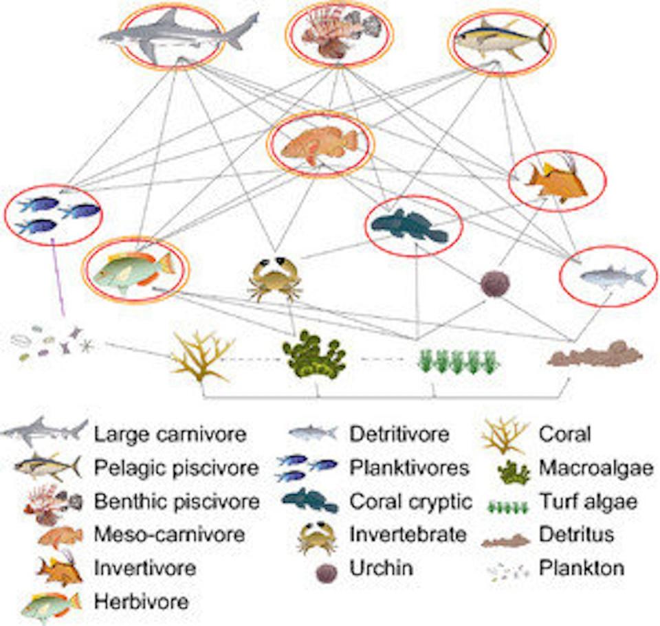 Links between different species of coral reef animals. Global Change Biology, Rogers et al., 2015