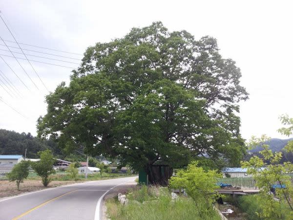 A Zelkova tree in Korea. Credit: 안창환 Facebook Profile