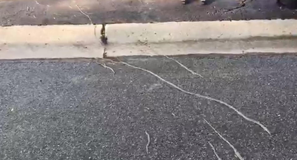 Photo of hundreds of tiny larvae commuting in the shape of a giant worm across a road in Ohio.