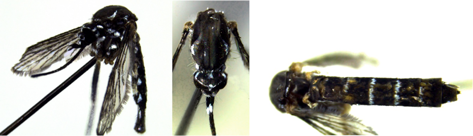 L’identification du spécimen découvert dans le piège, en mauvais état, a été complexe : abîmé, il a nécessité une analyse génétique en plus de l’étude morphologique (<em>Ae. aegypti</em> se distingue normalement par les taches argentées sur ses pattes et par un dessin en lyre, ici absent, sur le dos du thorax). Vincent Robert/IRD, Author provided