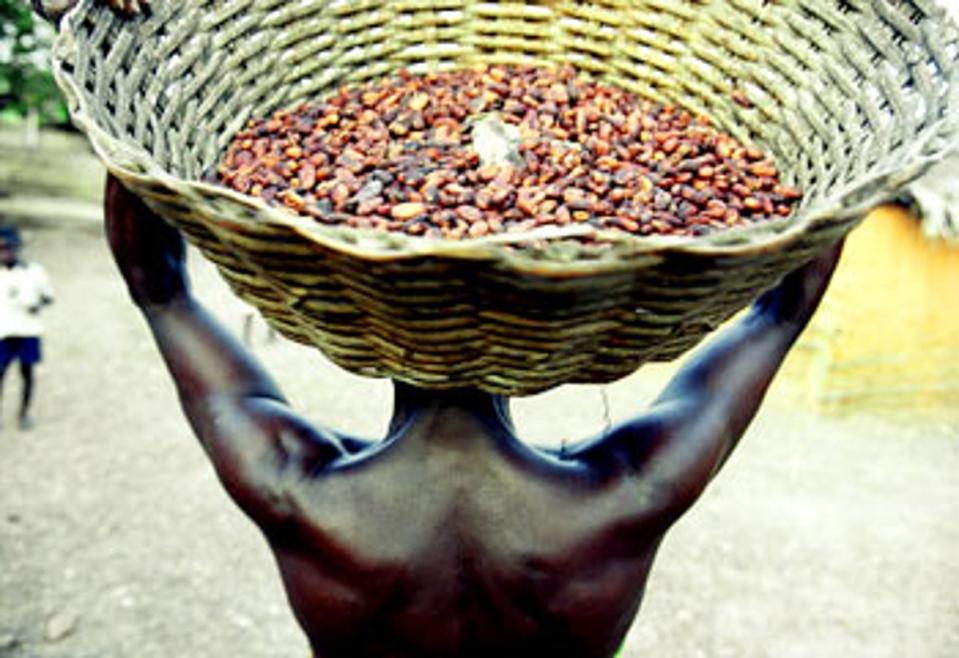 The cocoa bean trade has been impacted by climate change