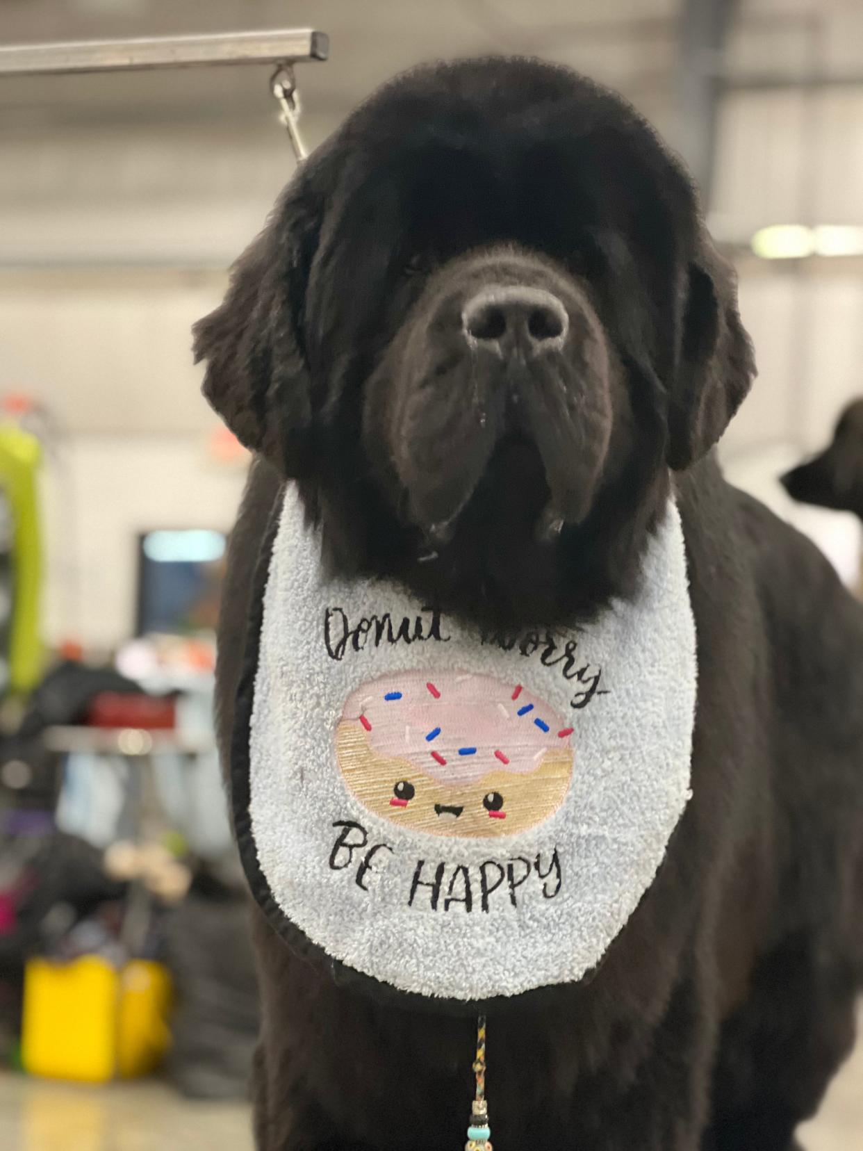 More than 1,000 four-legged furry friends are expected to converge at the Ohio Expo Center for the Cardinal Cluster Dog Show, which runs Friday through Monday.