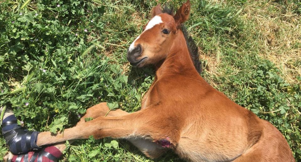 The foal’s body was discovered by its owners a day after its disappearance. Source: Facebook/ Nathan McPherson