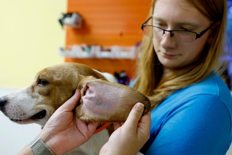 Daniel Normark a, staff member with Homeward Trails Animal Rescue, holds a Beagle as another staff member shows the tattoo on its ear from the Envigo breeding and research facility on Aug. 7, 2022, in Fairfax, Virginia.