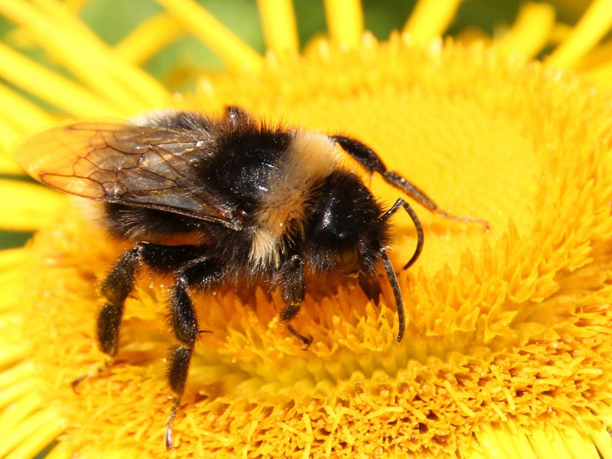 The decline in populations of buff-tailed bumblebees, which commonly feed on oilseed rape, was three times worse than species which stuck to other flowers: Getty