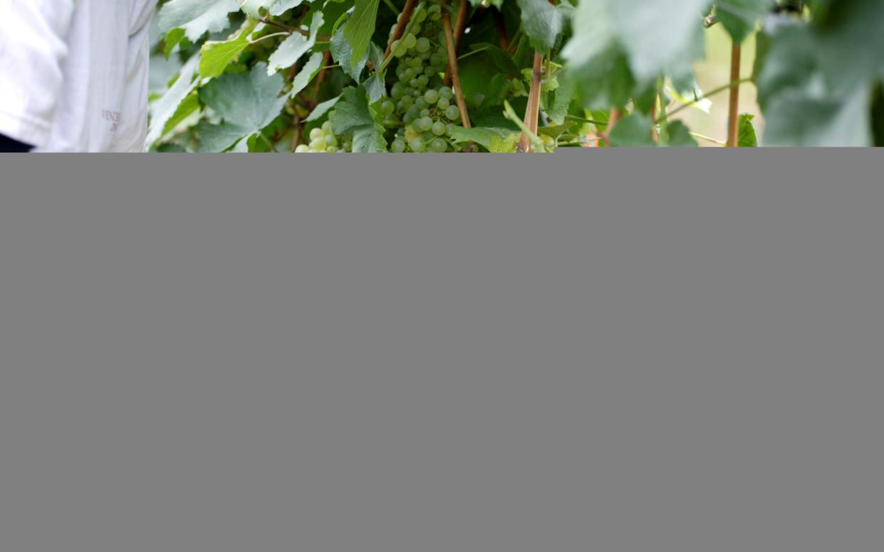 Grape harvesting at Bellavista winery in Erbusco is done carefully, slowly and by hand