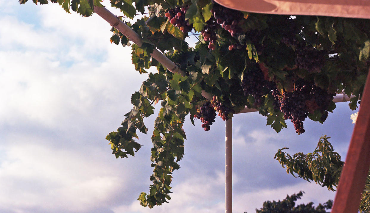 Grape vines. (Courtesy Zeina Zeitoun)