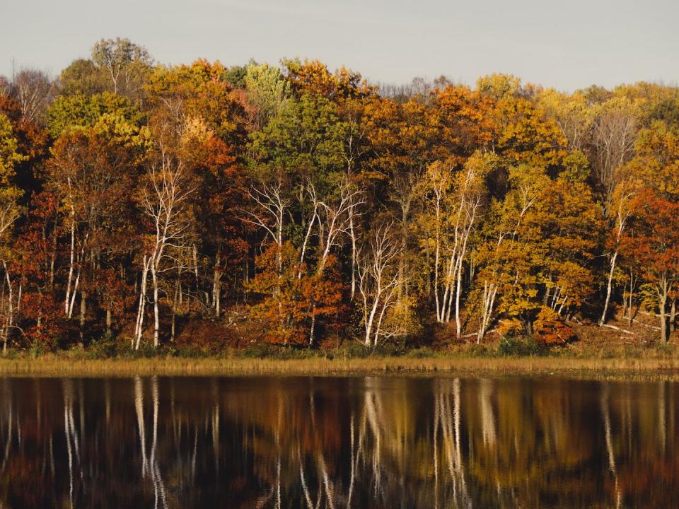 Une infestation de chenilles dévoreuses de feuilles peut compenser une année entière d’accumulation de carbone dans les lacs voisins et améliorer considérablement la clarté de l’eau. (Unsplash)