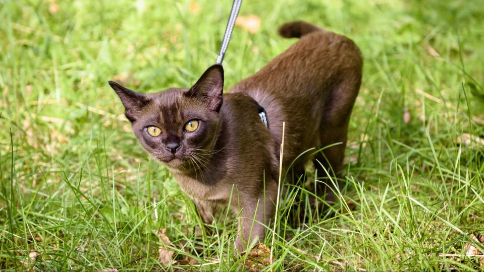 Burmese cat