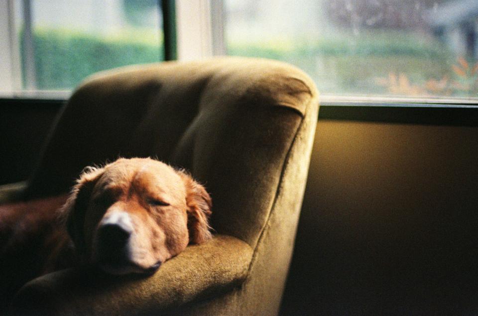 A dog sleeping in a chair.
