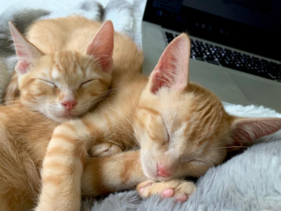 Two orange kittens snuggle together on a cozy blanket with a lap top computer next to them