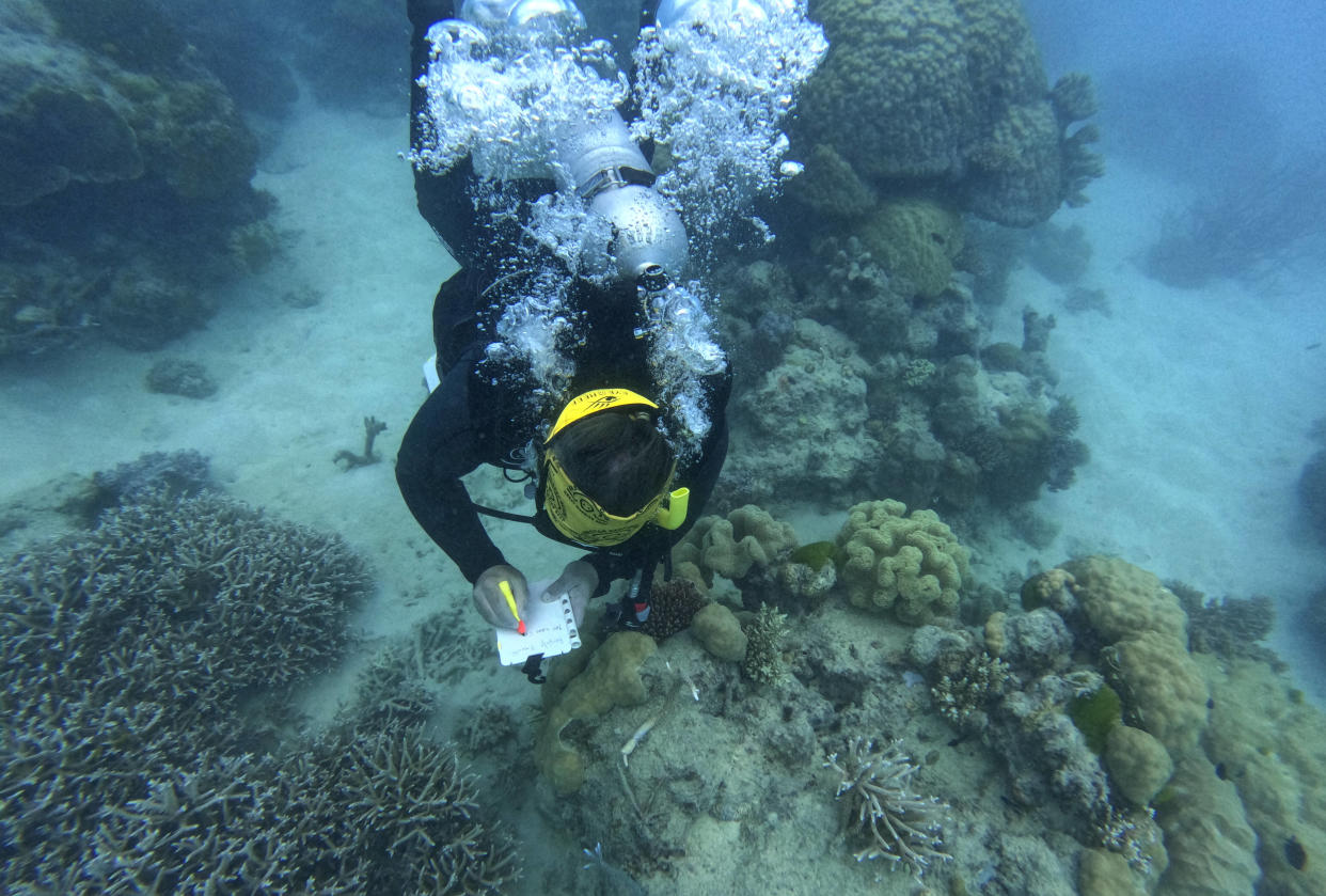 Photo d’illustration d’un biologiste marin, notant ses observations le long de la Grande Barrière de Corail le 10 août 2022 sur Hastings Reef, en Australie.