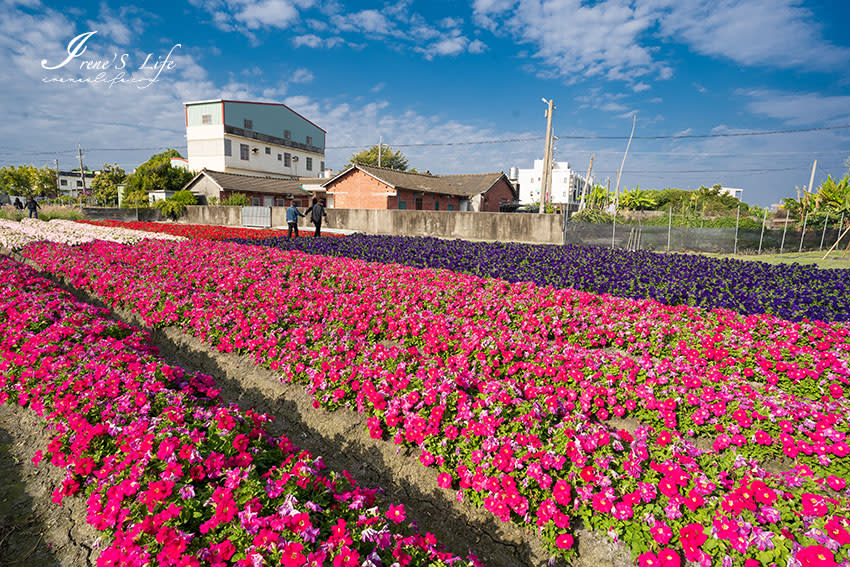 彰化田尾｜董家花田