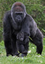 BRISTOL, ENGLAND - MAY 04: Bristol Zoo's baby gorilla Kukena holds onto his mother's arm as he ventures out of his enclosure at Bristol Zoo's Gorilla Island on May 4, 2012 in Bristol, England. The seven-month-old western lowland gorilla is starting to find his feet as he learns to walk having been born at the zoo in September. Kukena joins a family of gorillas at the zoo that are part of an international conservation breeding programme for the western lowland gorilla, which is a critically endangered species. (Photo by Matt Cardy/Getty Images)