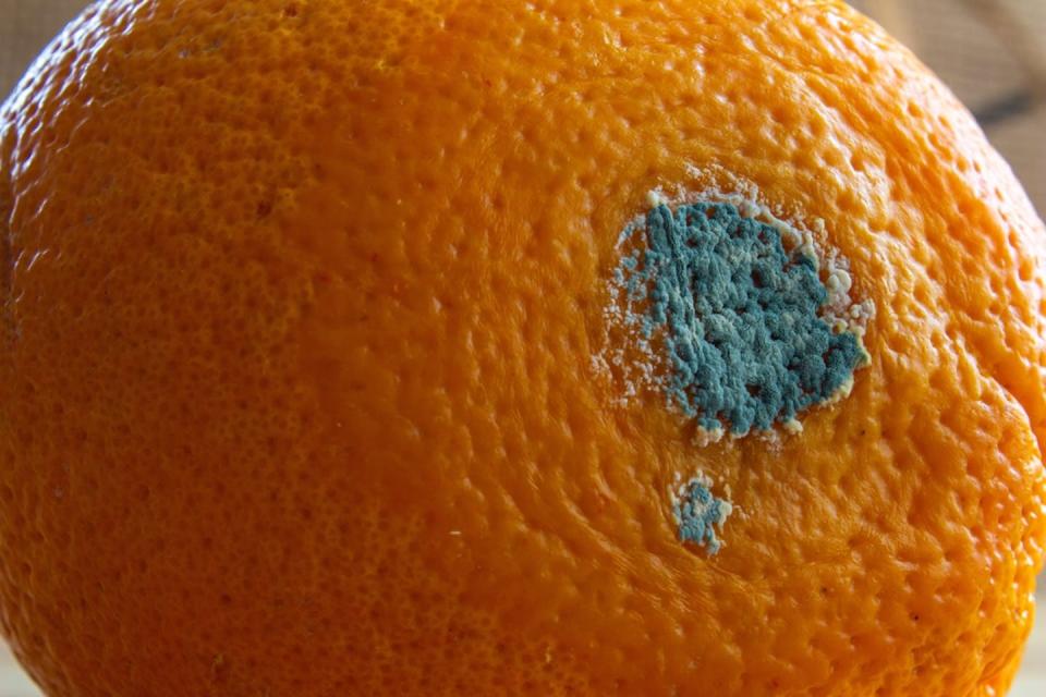 Mould growing in your fruit bowl is related to the one that gave us penicillin. The dusty appearance are spores waiting to be disturbed and spread all over your other fruit. <a href="https://www.shutterstock.com/image-photo/moldy-orange-fruit-close-rotten-concept-2131666769" rel="nofollow noopener" target="_blank" data-ylk="slk:Shutterstock;elm:context_link;itc:0;sec:content-canvas" class="link ">Shutterstock</a>