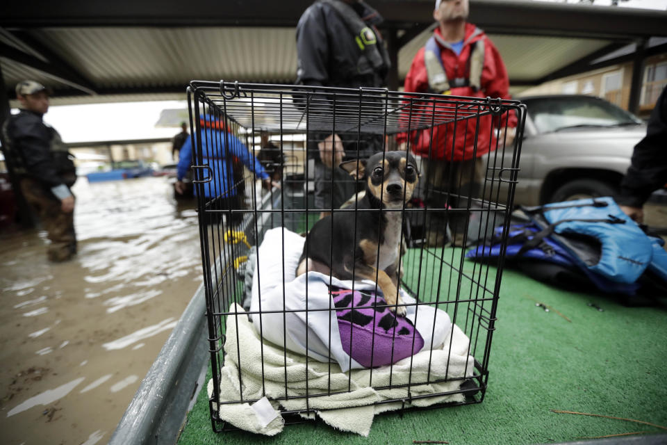 <p>A dog looks out from a crate as a family is evacuated by boat from their apartment, surrounded by floodwaters from Tropical Storm Harvey, Aug. 29, 2017, in Kingwood, Texas. (Photo: Gregory Bull/AP) </p>