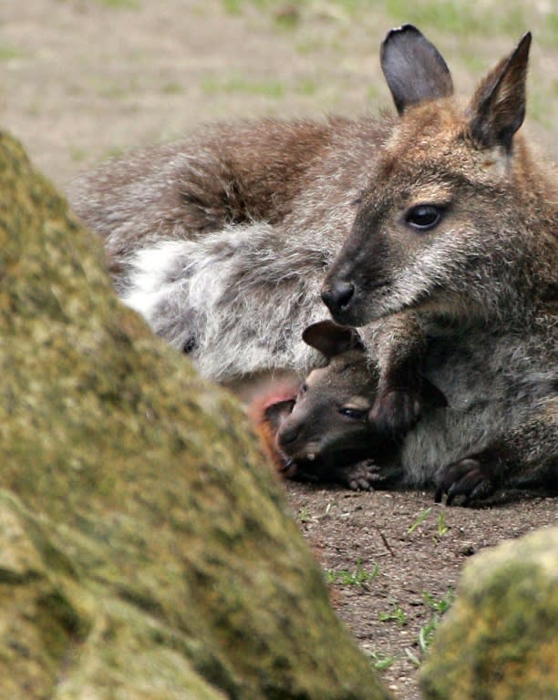 Bennett's wallabies don't have to worry about predators, as the 80-centimetre, 15 kilogram (2.6 feet, 30 pounds) animals are too big for the local foxes