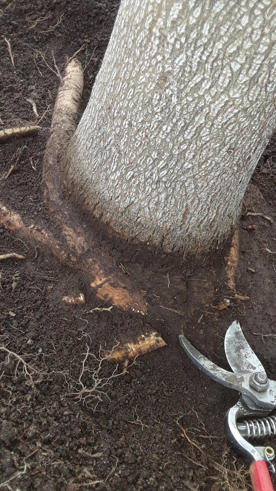 This picture is a tulip tree that Elizabeth Jarvis, a certified tree steward, worked to manually excavate after it had too much mulch around it. This tree had several different girdled roots around its base, Jarvis said, and the pruning helped to save the tree.